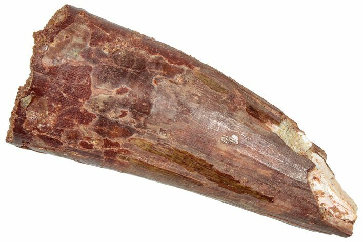 Real Fossil Spinosaurus Tooth - Real Dinosaur Tooth #298255